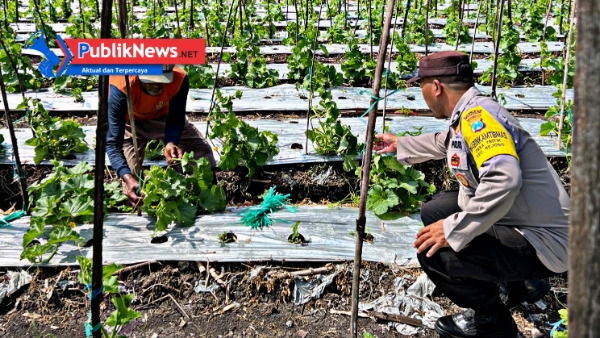 Dukung Ketahanan Pangan, Bhabinkamtibmas Rejoso Dampingi Petani Melon di Desa Tritik
