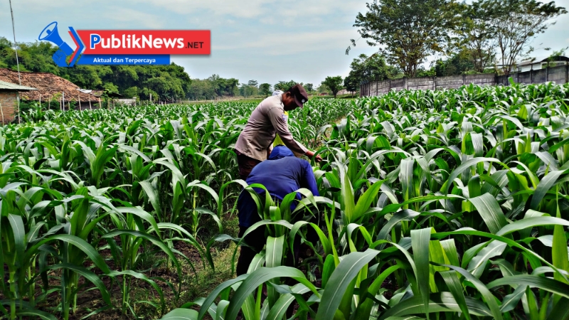 Wujudkan Ketahanan Pangan, Polsek Patianrowo Sulap Lahan Tidur Jadi Kebun Produktif