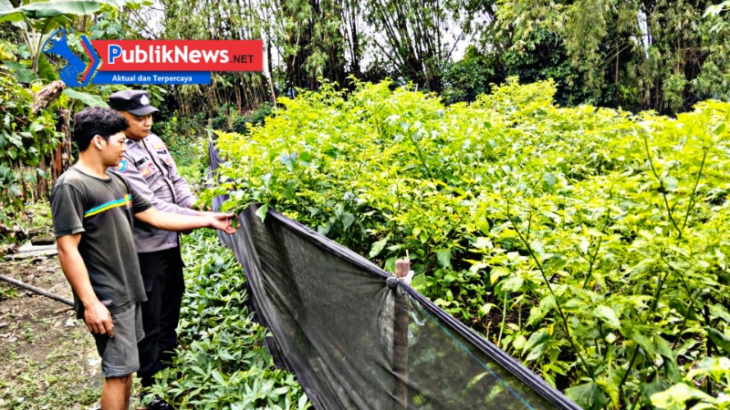 Bhabinkamtibmas Desa Nglinggo Dorong Ketahanan Pangan Lewat Budidaya Cabai Merah