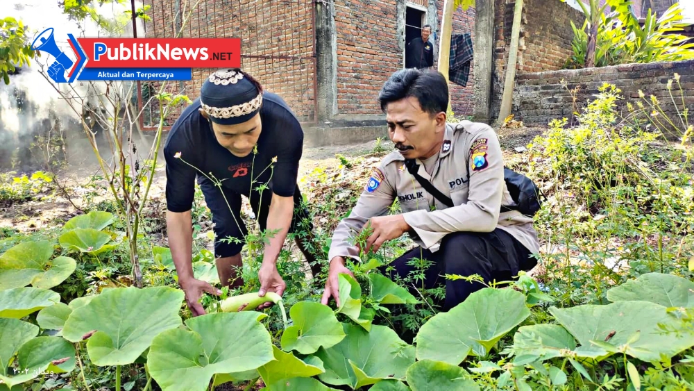 Lahan Sela di Desa Demangan Disulap Jadi Kebun Labu Putih dan Sayuran