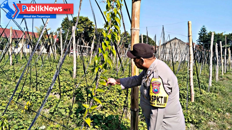 Budidaya Uwi Ungu Polres Kediri Terus Berkembang, Dukung Ketahanan Pangan Lokal